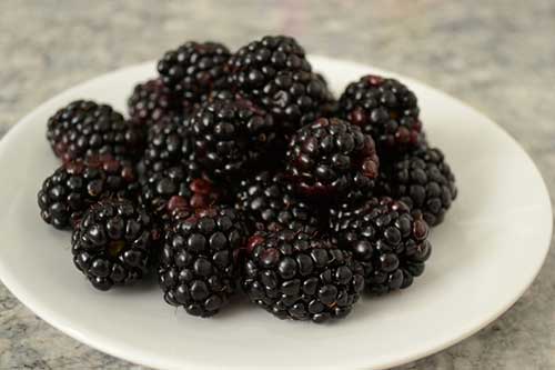 eHowdy black raspberries immunity