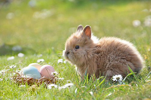 Easter bunny story and meaning